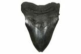 Fossil Megalodon Tooth - South Carolina #172258-1